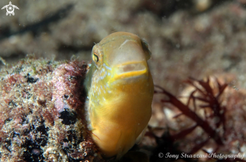 A Hit & Run Fang Blenny