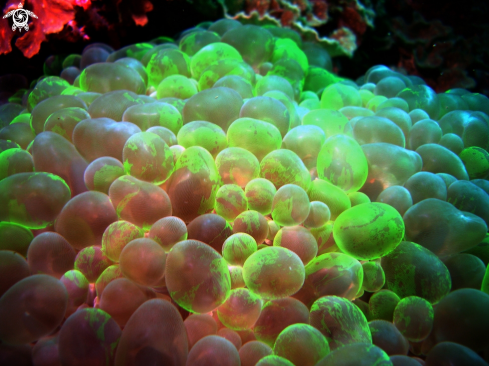 A corail bulleux