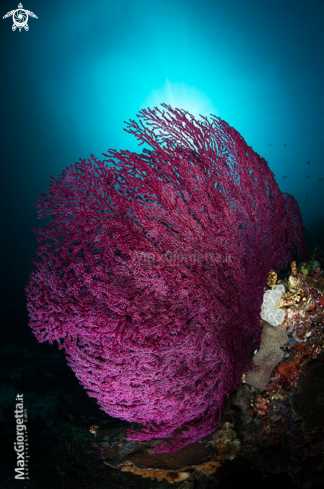 A purple gorgonia