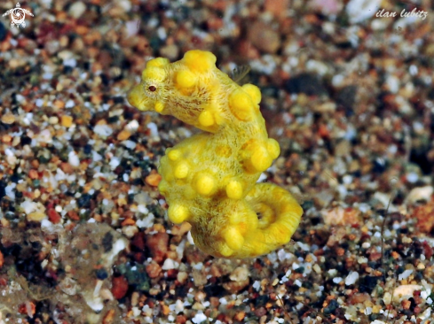A Hippocampus bargibanti | pygmy seahorse