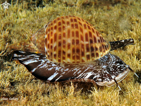 A sea snail