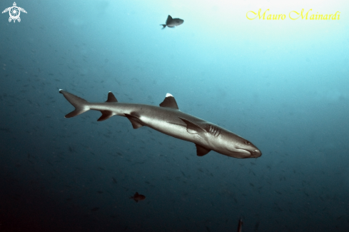 A Reef shark white tip