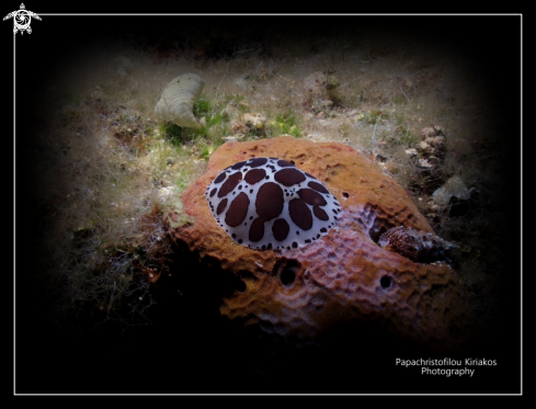 A Peltrodoris atromaculata | Island proti-Messinia-Greece