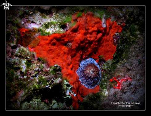 A Island proti-Messinia-Greece