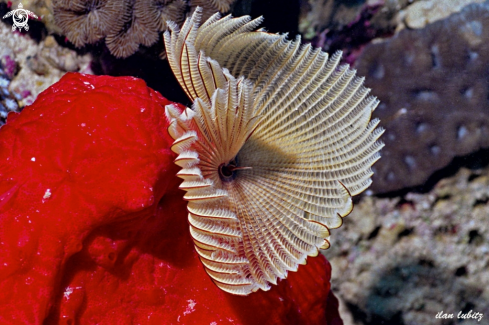 A sea worm