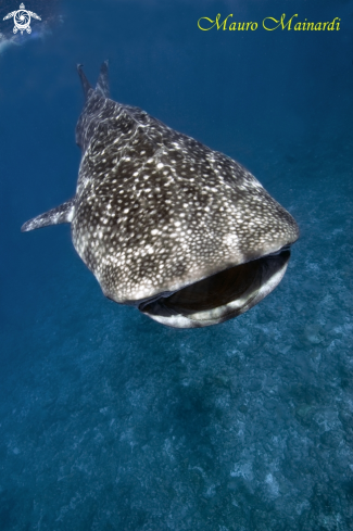 A Whale shark