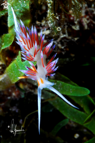 A Cratena peregrina | Cratena