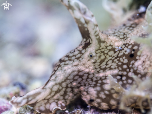 A Aplysia parvula | Sea Hare