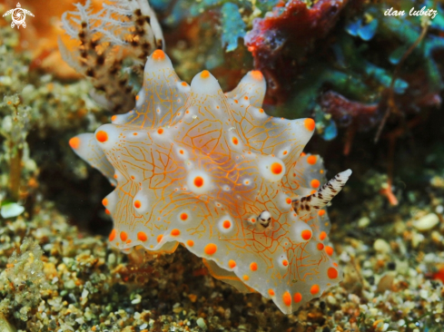 A nudibranch