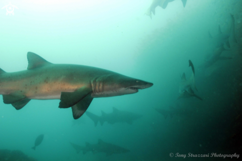 A Grey Nurse Shark (Sand Tiger, Ragged Tooth)