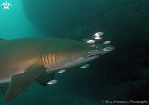 A Grey Nurse Shark (Sand Tiger, Ragged Tooth)