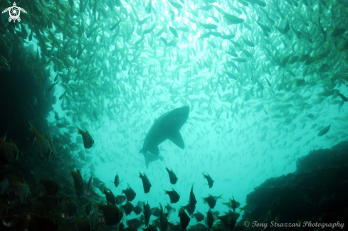 A Grey Nurse Shark (Sand Tiger, Ragged Tooth)