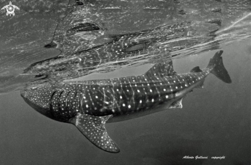 A Whale Shark