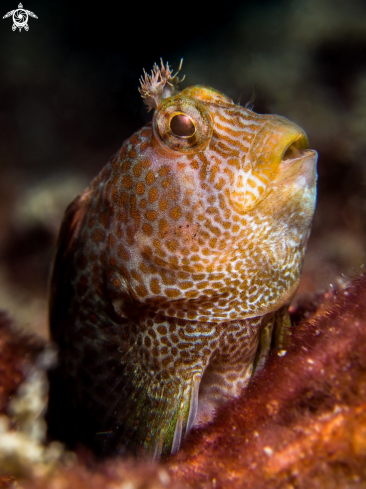 A Parablennius sp | Blenny