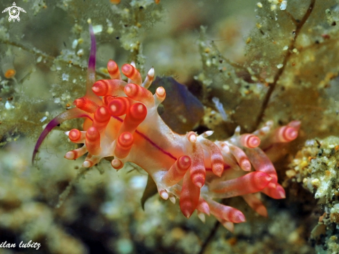 A Flabellina rubrolineata | nudibranch