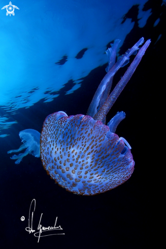 A Pelagia noctiluca | Pelagia