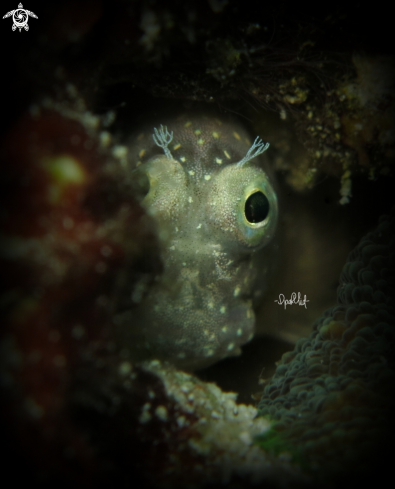 A Blenny | Blenny