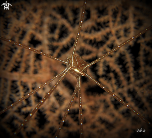 A Soft coral Crab