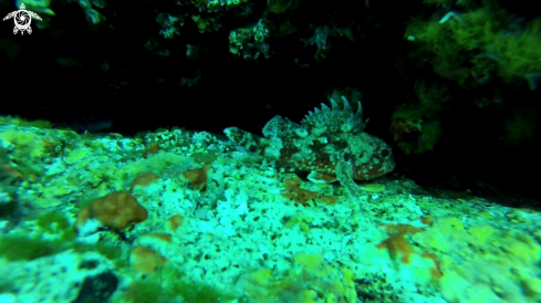 A Scorpaena notata (?) | Scorpionfish (?)
