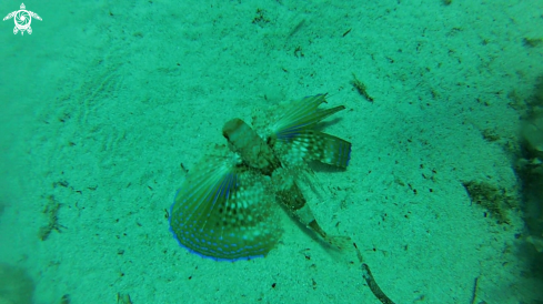 A Dactylopterus volitans (?) | Flying gurnard