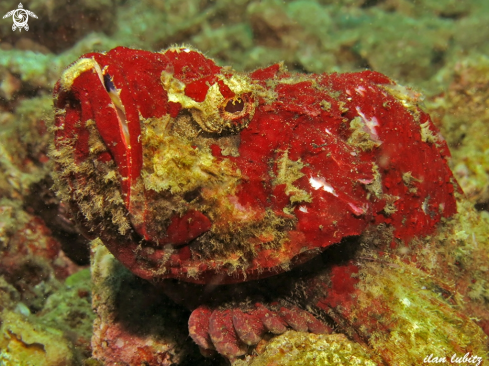 A scorpion fish