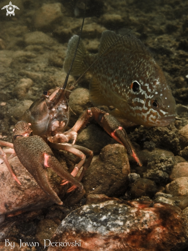 A Jezerski rak / Lakeland lobster.