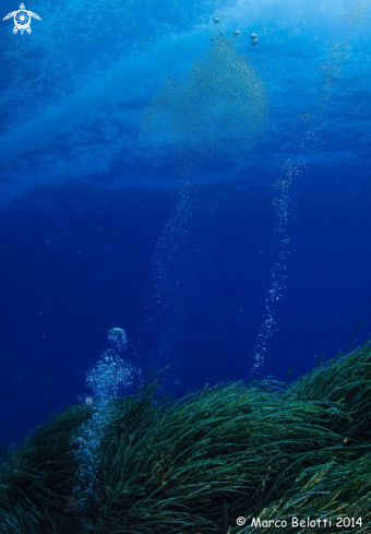 A Posidonia Oceanica | Posidonia 