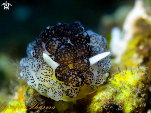 A ceraphyllidia africana  | nudi