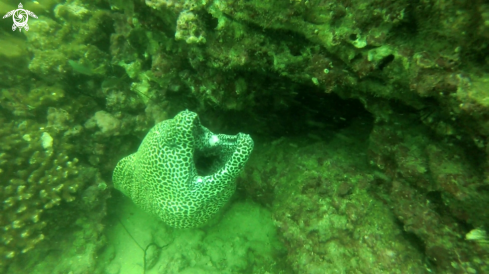 A Gymnothorax favagineus | Leopard moray