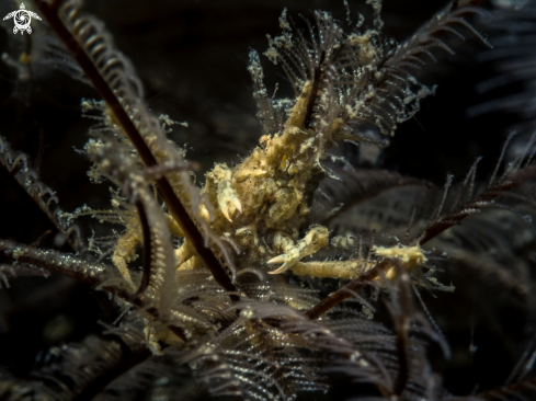 A Hydroid Crab