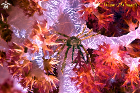 A Crab and soft coral