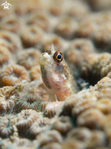 A Blenny