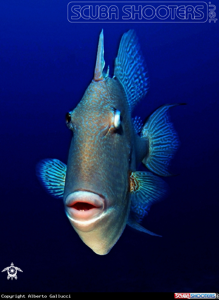 A Mediterranean triggerfish