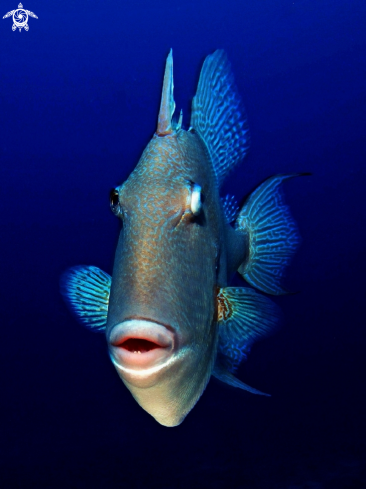 A Mediterranean triggerfish