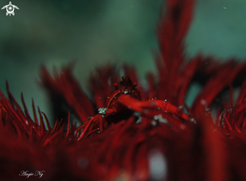 A Crinoid Squat Lobster