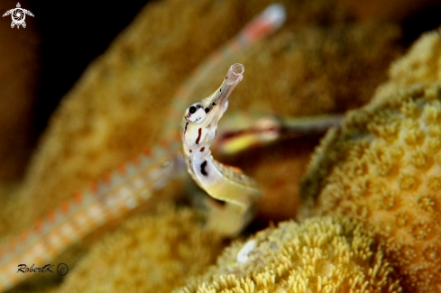 A Pipefish