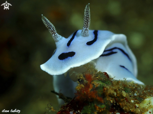 A Chromodoris. willan i | nudibranch