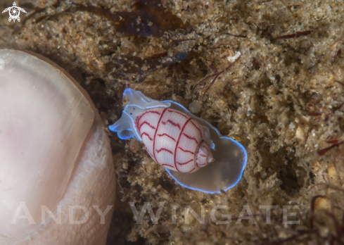 A Bubble Shell   (Bullina Lineata)