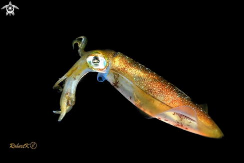 A Squid