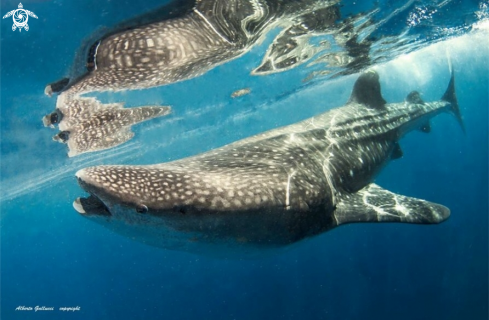 A Whale Shark