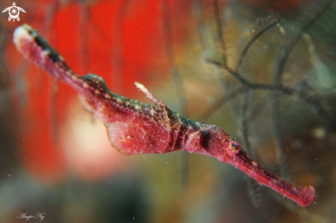 A Rough Snout Pipe Fish | Pipe Fish