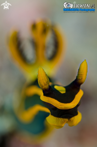 A Gabriela's tambja | Nudibranch