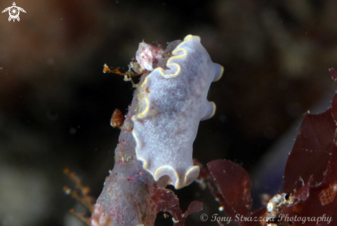 A Blue flatworm