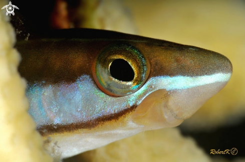 A blenny