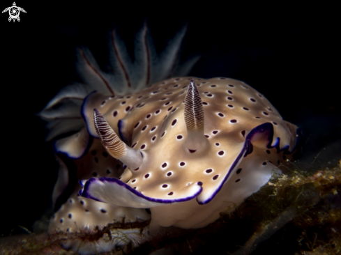 A Hypselodoris tryoni | Nudibranch