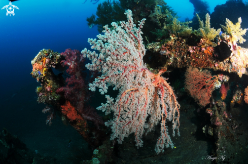 A Soft Coral | Soft Coral