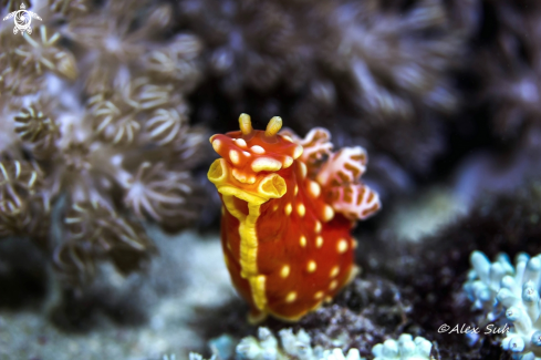 A Strawberry Nudibranch