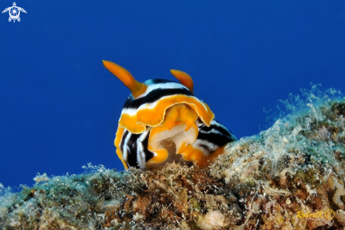 A nudibranch