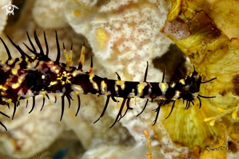 A Ghostpipe fish