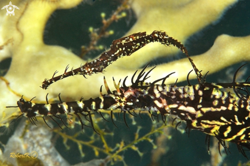 A Ghostpipe fish